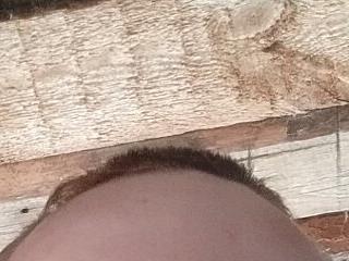 Babi Kisi