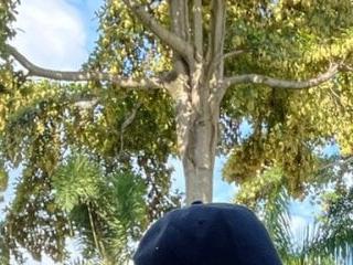 DominicVera