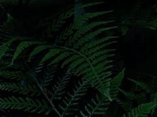 stevenwittduh